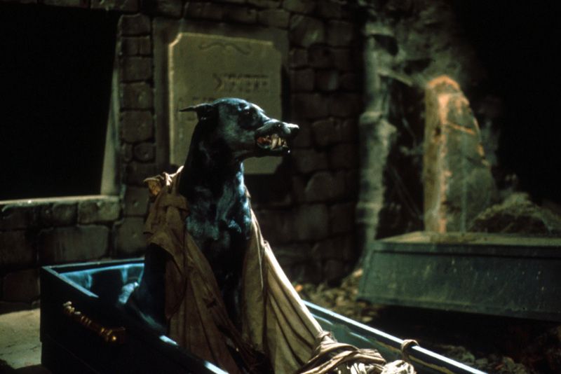 Still from Zoltan, Hound of Dracula (AKA Dracula's Dog) where a horse-sized Doberman wearing a prosthetic to display his teeth is sitting up in a coffin, partially wrapped in a winding sheet.