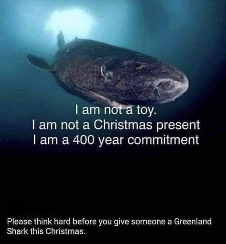 Picture of a Greenland shark underwater. Text reads: I am not a toy. I am not a Christmas present. I am a 400 year commitment. Please think hard before you give someone a Greenland shark this Christmas. 