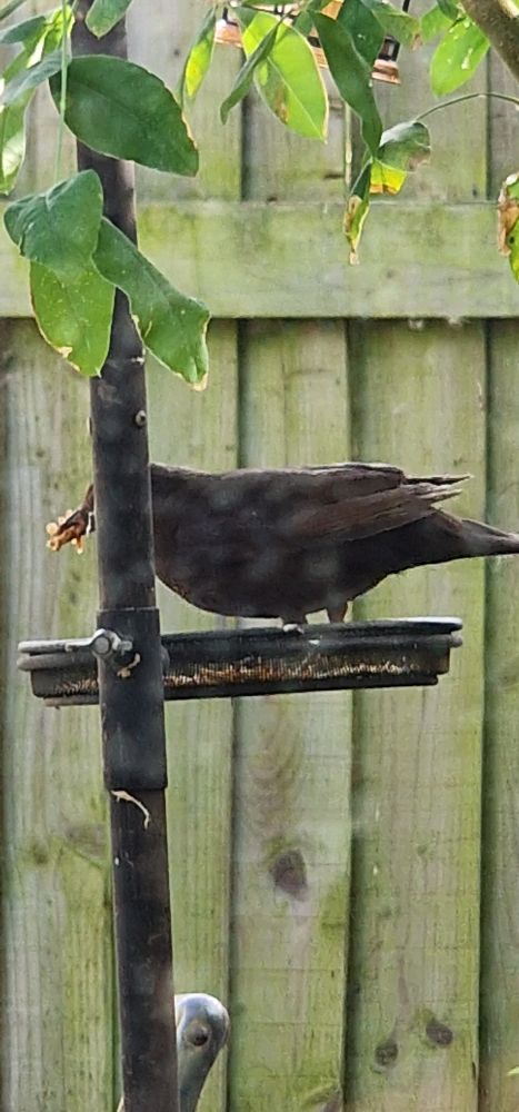juvenile blackbird cramming its veak with dried mealworm from a tray feeder.