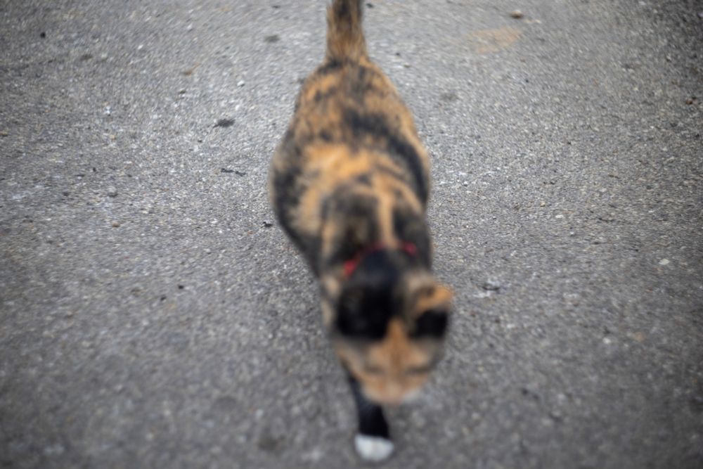 Photo of a calico walking towards the camera
