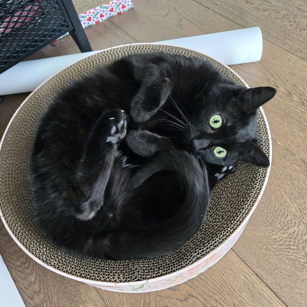 Black cat in scratcher bowl looking crazy