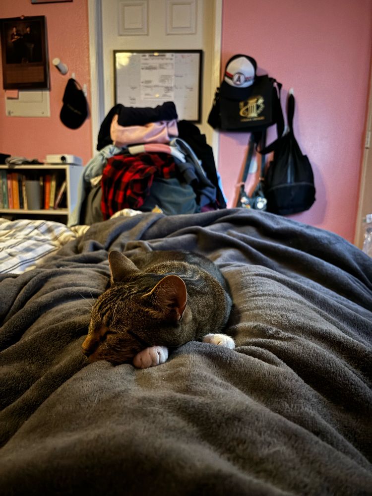 A cute brown tabby is sleeping on a bed in a bedroom 