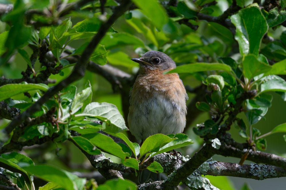 This photograph shows a small songbird perched among the branches of what appears to be a fruit tree or shrub. The bird has a gray head that transitions to warm peachy-brown coloring on its breast and sides, with a lighter, almost white belly. Its eye is dark and prominent, and it has a small, pointed beak.

The bird is surrounded by lush green foliage with glossy, oval-shaped leaves that catch the light. The branches it's perched on are dark and somewhat gnarled, with patches of lichen or moss growing on them, giving them a textured, mottled appearance. Small white flowers can be seen scattered throughout the foliage, suggesting this might be a flowering fruit tree in bloom.

The overall composition creates an intimate portrait of the bird in its natural habitat, with the dense greenery forming a natural frame around the small creature. The lighting appears soft and natural, highlighting the bird's delicate features and the varying shades of green in the leaves.