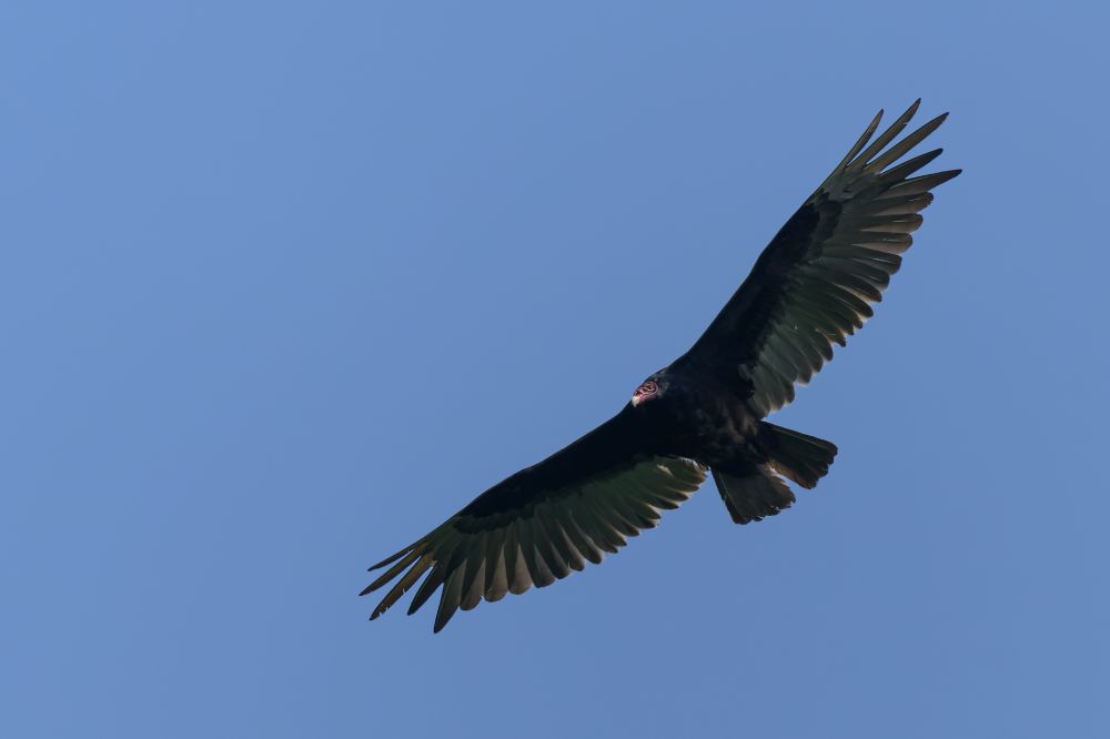 A large bird is soaring high against a clear blue sky with its wings fully extended in a wide V-shape. Its wings are dark with lighter edges underneath, and its wingtips are splayed like fingers. The bird’s head is small in comparison to its body and appears pale or reddish in contrast to the rest of its dark body. It is gliding effortlessly, with no motion blur, capturing a moment of stillness in flight.