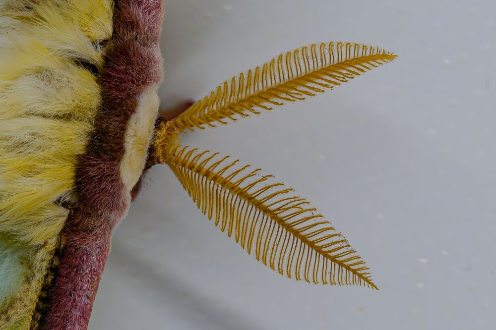 The photo shows a close-up of the antennae of a luna moth. Two large, feathery structures extend outward from a fuzzy head. Each antenna is shaped like a comb or fern leaf, with a central spine and fine, symmetrical branches on both sides, creating a delicate, lacy appearance. The antennae are a golden-yellow color, contrasting with the moth’s head, which is covered in dense, soft-looking fur in shades of pale yellow and reddish brown. The detail reveals the fine textures and symmetry of these ornate sensory structures, which are used to detect pheromones in the air. The background is plain and softly lit, keeping focus entirely on the antennae’s structure.