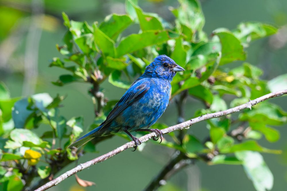 A small bird with vibrant, iridescent blue plumage is perched on a thin branch. Its feathers range from deep royal blue to lighter sky-blue tones, with some subtle dark streaks, especially on the head and wings. The bird has a sturdy, cone-shaped beak, and dark, round eyes. Its surroundings are lush with leafy green foliage, softly lit by sunlight, creating a bright and natural setting. The bird’s posture is upright and alert, with its feet gripping the branch confidently and its head slightly turned to the side.