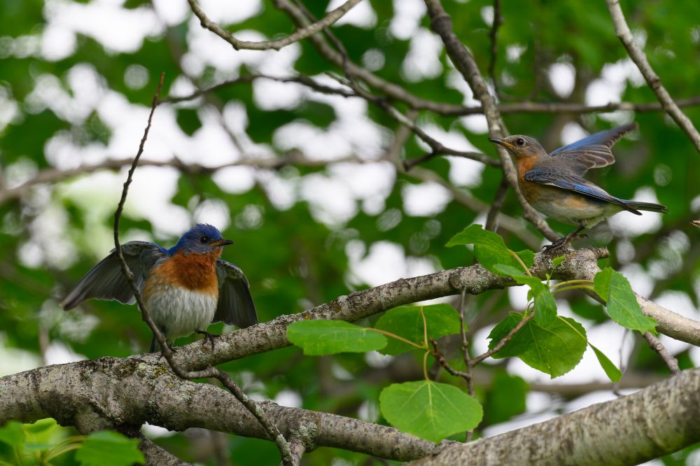 This photo shows two small birds perched on neighboring branches in a leafy tree. The bird on the left has a rounded body, a deep reddish-orange chest, and dark blue feathers on its head and back. It’s standing on a branch with its wings slightly raised and spread, as if in mid-gesture or preparing to fly.

The bird on the right is facing the one on the left, with its wings lifted and angled backward, as though it has just landed or is about to take off. This bird has similar coloring but with more subdued, muted tones—blue on the wings, a soft orange chest, and a grayish back and head.

The surrounding branches are covered in fresh green leaves, and the background is softly blurred with patches of light filtering through the tree canopy, creating a vibrant and lively woodland scene. The interaction between the birds gives the moment a sense of communication or alertness.