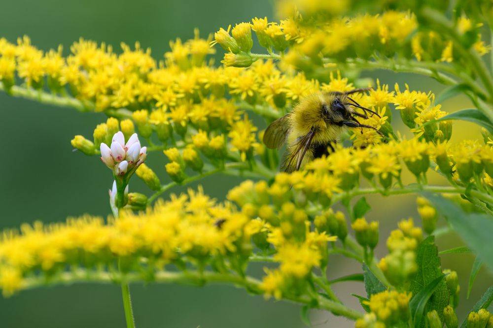 A large, fuzzy insect is perched on a cluster of small, bright yellow flowers, nestled deep within the blossoms as it feeds. The insect has a black face and legs, with a densely hairy body that is primarily yellow, accented with some black markings. Its translucent wings are held close to its back, and its legs grip the flower as it works. The yellow flowers are densely packed along arching green stems, forming a vivid frame around the insect. In the foreground, slightly off-center, a small cluster of unopened and lightly pink-tipped white buds adds a delicate contrast to the overall warm color palette. The background is softly blurred in green, giving a gentle, serene feel to the scene.