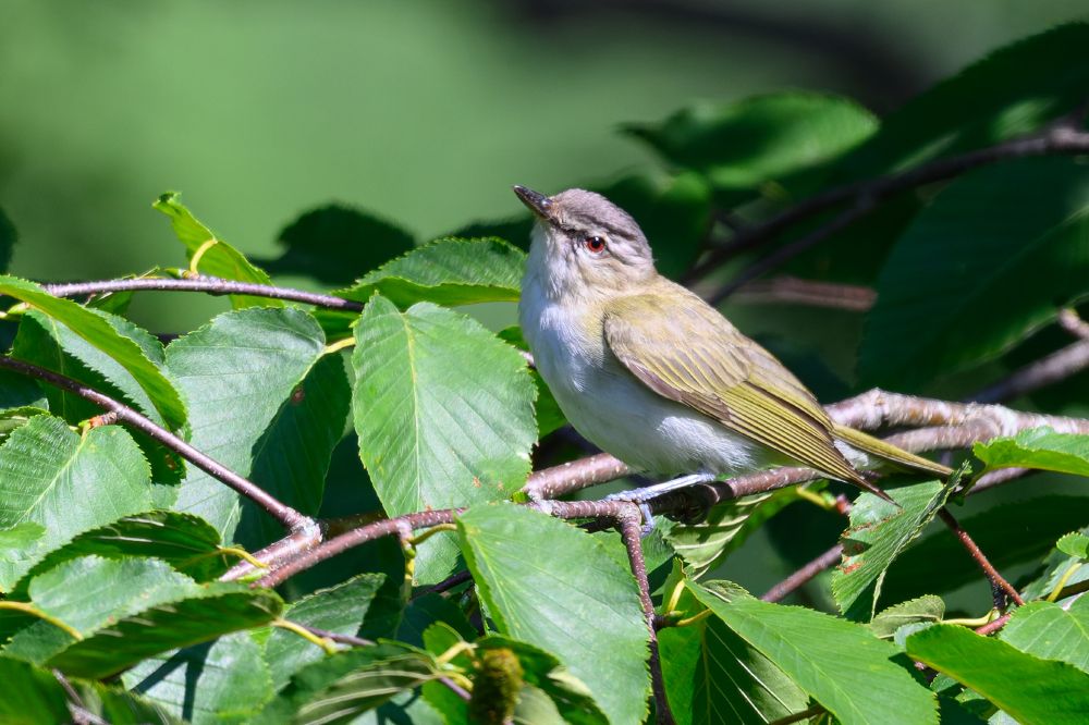 A small songbird is perched on a branch among lush green leaves in bright sunlight. The bird has an olive-brown back and wings, a pale underside, and a light grayish head. Its eye stands out with a red iris and is accentuated by a faint dark line running through it. The beak is slender and pointed, and the bird appears alert, gazing slightly upward. The surrounding foliage is vibrant, with healthy serrated leaves.