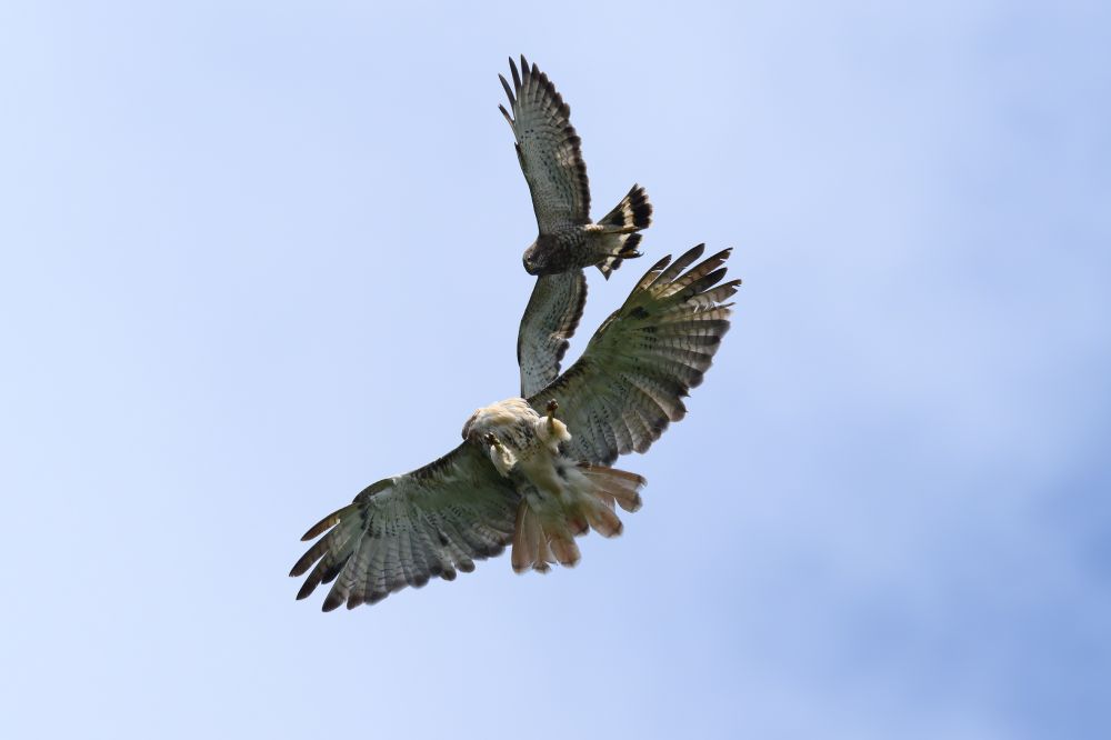 This photo shows an intense moment in the sky between two large birds of prey. The birds are mid-flight, captured against a soft blue sky with no visible clouds. The bird in the foreground, seen from below, has its wings wide open and fanned out, showing its mottled plumage — a mix of light tan, brown, and white, with a reddish tint on its tail feathers.

Above it, another hawk is diving downward with wings slightly angled back and talons extended in an aggressive maneuver.