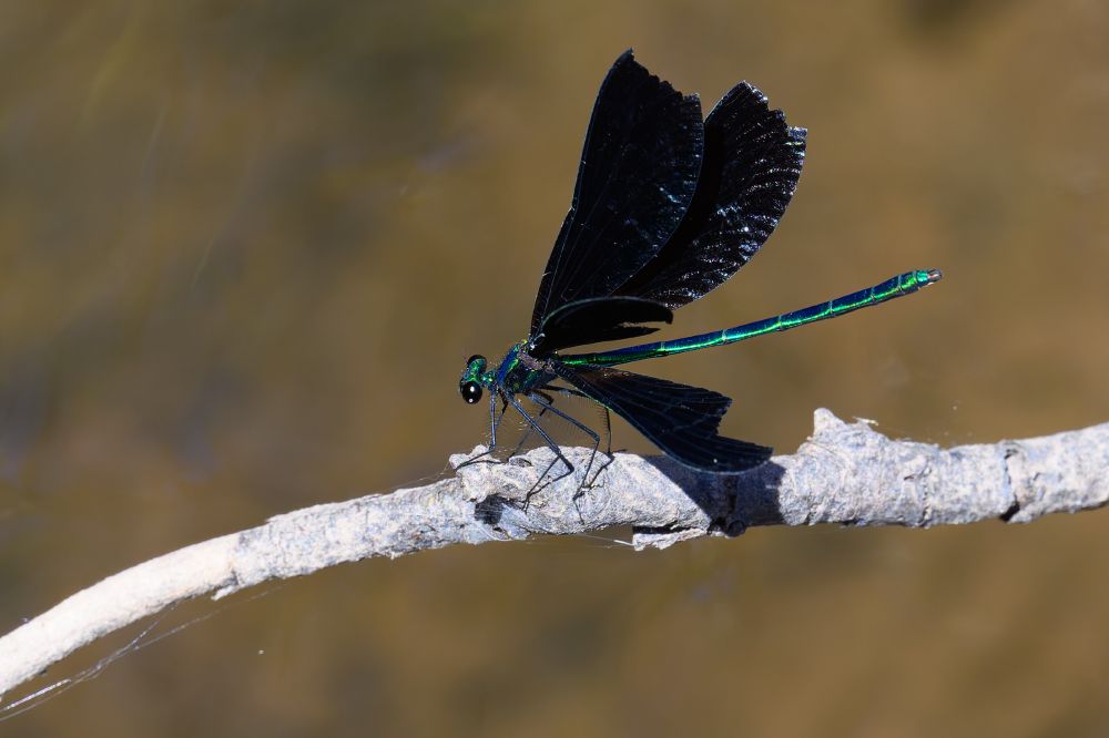 A delicate insect is perched on a thin, pale branch against a softly blurred brown background. Its slender body shimmers with metallic blue-green hues, catching the light in vivid iridescence. The wings are broad and velvety black, with a faint sheen that reveals subtle hints of color at certain angles. Its legs cling lightly to the branch, and its round, glossy black eyes give it an alert, almost jewel-like appearance. The scene feels still and calm, with the creature poised as if ready to take flight.
