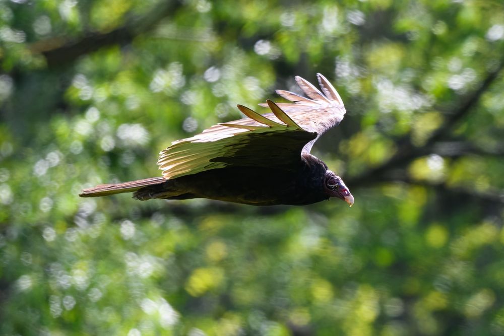 The photo shows a large dark bird in mid-flight, gliding gracefully through a sunlit forest. Its wings are fully outstretched and angled upward, with the tips slightly splayed. The underside of the wings appears pale compared to the rest of the body, which is mostly dark brown or black. The bird has a featherless red head and a slightly hooked beak, giving it a bare, skeletal appearance. The background is filled with green foliage and sunlight, creating a soft, blurry backdrop that contrasts with the sharp focus on the bird. The overall feeling is one of silent movement and watchful presence.