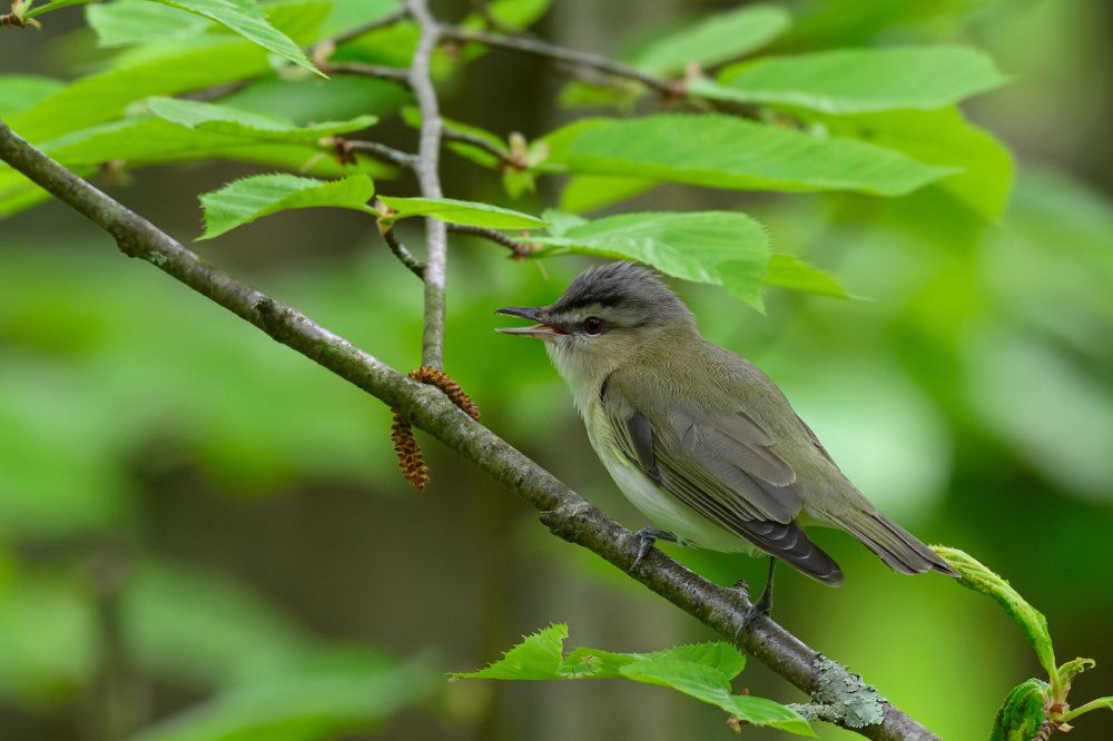 A small songbird is perched on a slender branch, surrounded by fresh green leaves and catkins — the dangling brown structures of a flowering tree. The bird’s plumage is mostly olive-brown on its back and wings, with a pale, creamy underside. Its face is expressive, with a slight crest on its head and a noticeable dark line running through the eye. The bird’s beak is open mid-song, as if caught in the act of calling out into the quiet woods. The background is softly blurred, filled with light green foliage that creates a gentle, peaceful forest atmosphere. The scene feels alive yet calm, like a quiet spring morning.
