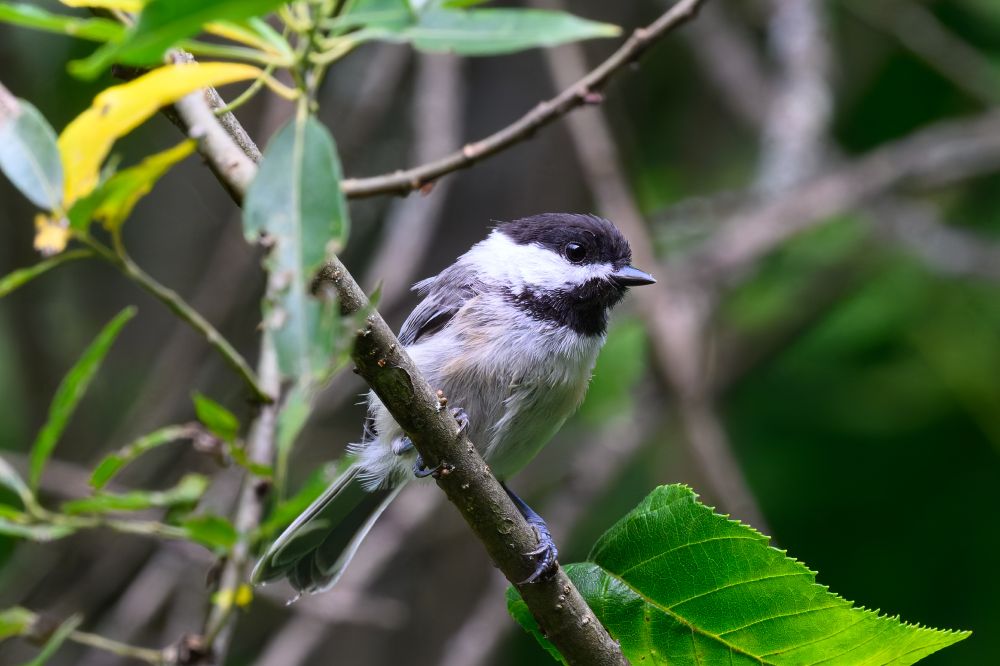 A small bird is perched sideways on a thin branch, surrounded by leafy greenery. Its head is dark with a stark white patch along the sides of its face, and it has a short, pointed beak. The bird’s chest and belly are pale, while its wings and back are darker. Soft, fluffy feathers give it a slightly rounded appearance. The background is a blur of green and brown branches, making the bird the clear focal point of the image.