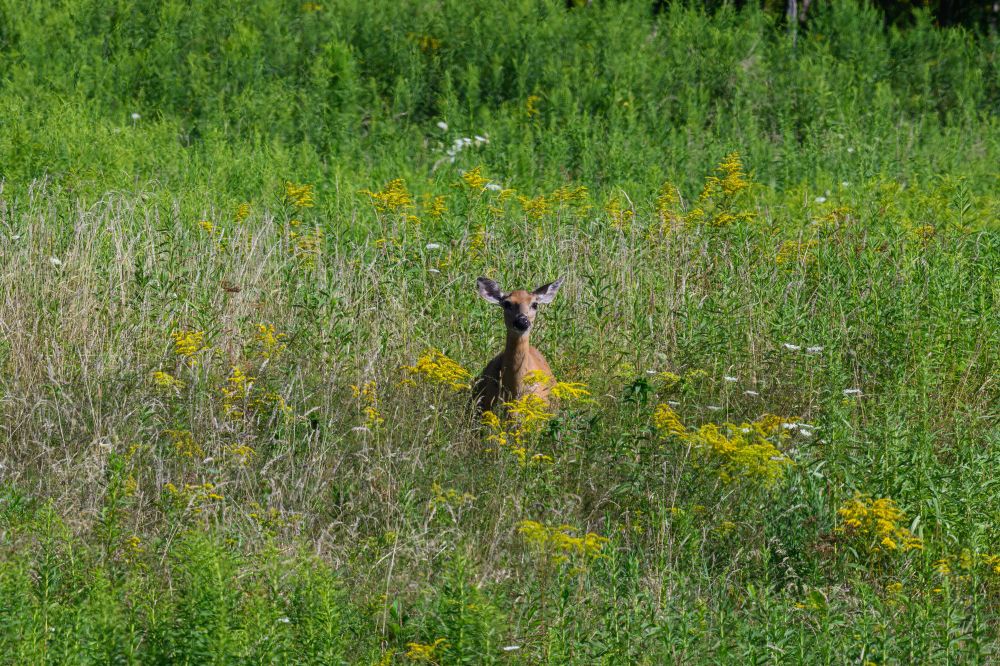 In a lush, sunlit meadow filled with tall grasses and scattered yellow wildflowers, a deer stands facing the camera. Its reddish-brown coat contrasts with the green surroundings, and its large ears are perked forward in alertness. The deer’s body is mostly hidden by the vegetation, with only its head, neck, and part of its upper body visible among the dense plants. The background is a continuous expanse of green, giving a sense of open space and tranquility.