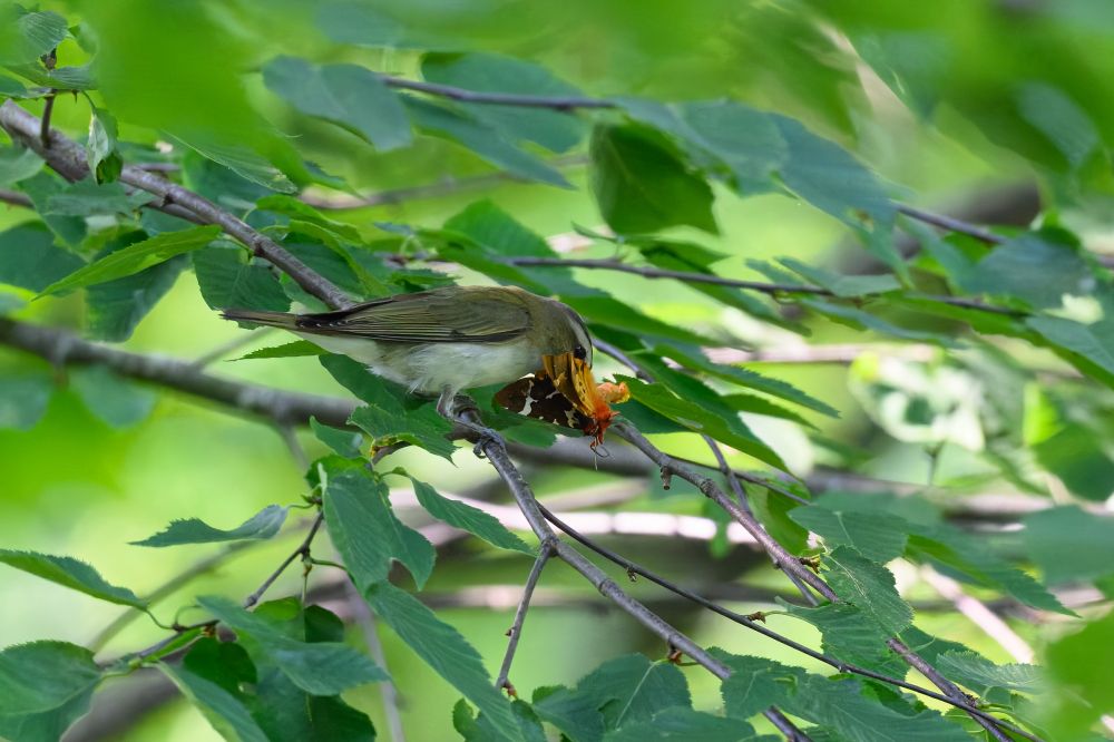 A small bird perches on a thin branch surrounded by dense green leaves, holding a brightly colored insect in its beak. The insect’s body is vivid orange with dark patterned wings, and its legs and antennae extend outward. Sunlight filters through the foliage, casting a mix of light and shadow across the scene, with the bird angled downward toward its catch.