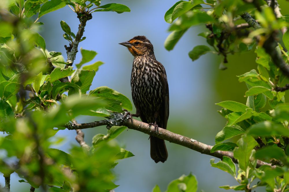 This photo shows a medium-sized bird perched calmly on a sturdy branch, surrounded by fresh green leaves. The bird has a dark body with bold, vertical streaks running down its chest and sides, creating a striped appearance. Its beak is short and pointed, and its head is slightly turned to the side, giving a clear view of its face.

The most striking feature is a patch of rich orange-brown coloring on its face and throat, which contrasts with the otherwise dark and light-striped plumage. The light filters gently through the leaves, and the background is a smooth mix of blue and green, suggesting a bright day with a clear sky and distant foliage. The overall scene feels still and quietly alert, with the bird appearing observant and at ease among the branches.