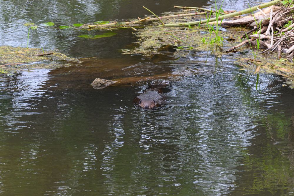 A large aquatic animal is swimming straight toward the viewer in a calm, shallow section of a pond or stream. Only the top of its broad head, nose, and upper back are above the water’s surface, creating gentle ripples around it. Its fur is dark and wet, glistening slightly. The water is murky but reflective, showing vertical streaks of light from the sky and nearby trees. Around the edges of the pond are bits of floating debris, green algae, reeds, and sticks, suggesting a natural, marshy habitat. The animal is most likely a beaver, based on its size, head shape, and setting. The atmosphere feels quiet and still, like an early moment in a secluded wetland.