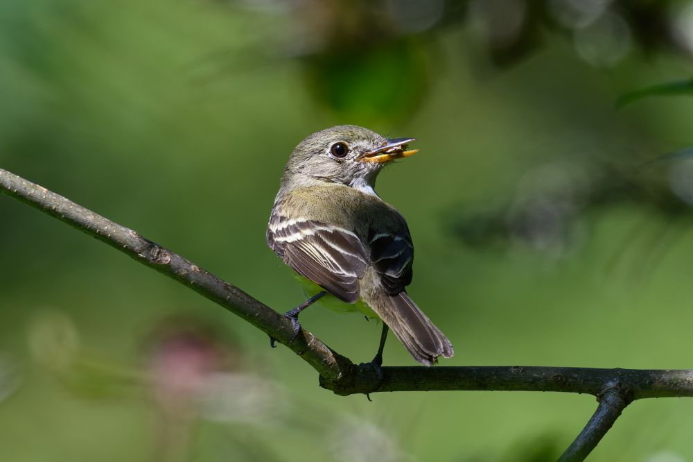 This is a photograph of a small bird perched on a thin, dark branch. The bird is positioned in profile, facing right, with something yellow or orange clasped in its small, pointed beak - likely an insect it has just caught.

The bird has a compact body with olive-brown and grayish-brown feathers on its back and wings, and lighter, pale yellowish coloring on its chest and belly. There are distinct white markings on the wings creating noticeable bars. Its dark eye is clearly visible, and it appears alert.

The bird grips the weathered branch with small, dark feet. The background is completely blurred, showing soft green tones that suggest leafy vegetation. This creates a sharp contrast that makes the bird stand out clearly against the out-of-focus surroundings.