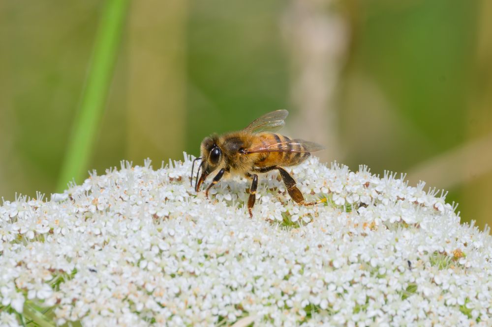 The photo shows a close-up view of a bee perched on a cluster of tiny white flowers. The bee is golden-brown and fuzzy, with translucent wings resting over its back and dark bands along its abdomen. Its legs are gripping the delicate flower heads, and its head is lowered as it feeds. The flowers are small, tightly packed, and umbrella-shaped, creating a dense white cushion. The background is softly blurred with green tones, highlighting the bee and flowers as the main focus.
