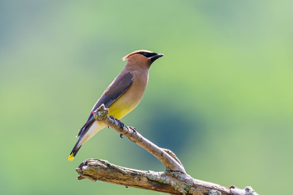 The photo shows a sleek, elegant bird perched sideways on a bare, curved tree branch. The bird has smooth, soft-looking feathers with a blend of tan, brown, and yellow coloring. Its head is crowned with a pointed crest, and it wears a striking black mask that covers the eyes, outlined with white. The belly is pale yellow, and the tail has a crisp yellow tip. A small, vivid red spot is visible on the edge of one wing, resembling a drop of sealing wax. The background is a soft blur of green, giving the impression of a peaceful, natural setting.