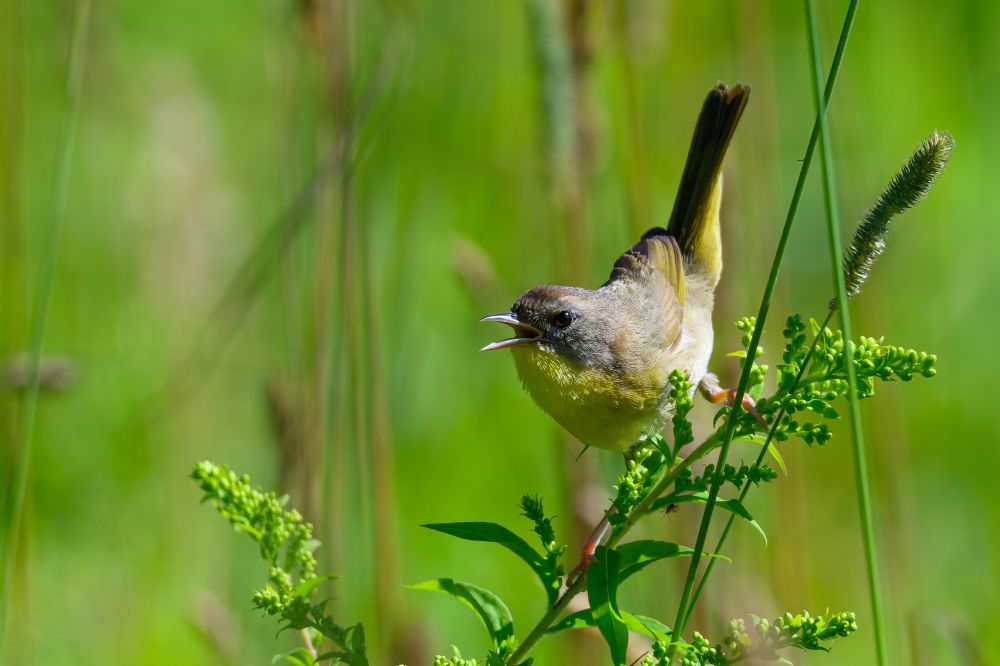 A small bird is perched on a green leafy stem in a bright, sunlit meadow. The bird has a soft brownish-gray head and back, with a pale yellow chest and underside. Its beak is open, as if calling or singing. Its long, dark tail is held upright, giving it a lively and alert posture. Beneath the bird, partially hidden under a leaf, a small insect is crawling—potentially a meal within reach. The surrounding area is filled with tall, slender plants and a rich green background that’s softly blurred, drawing focus to the bird, the delicate texture of the foliage, and the subtle tension of the moment.
