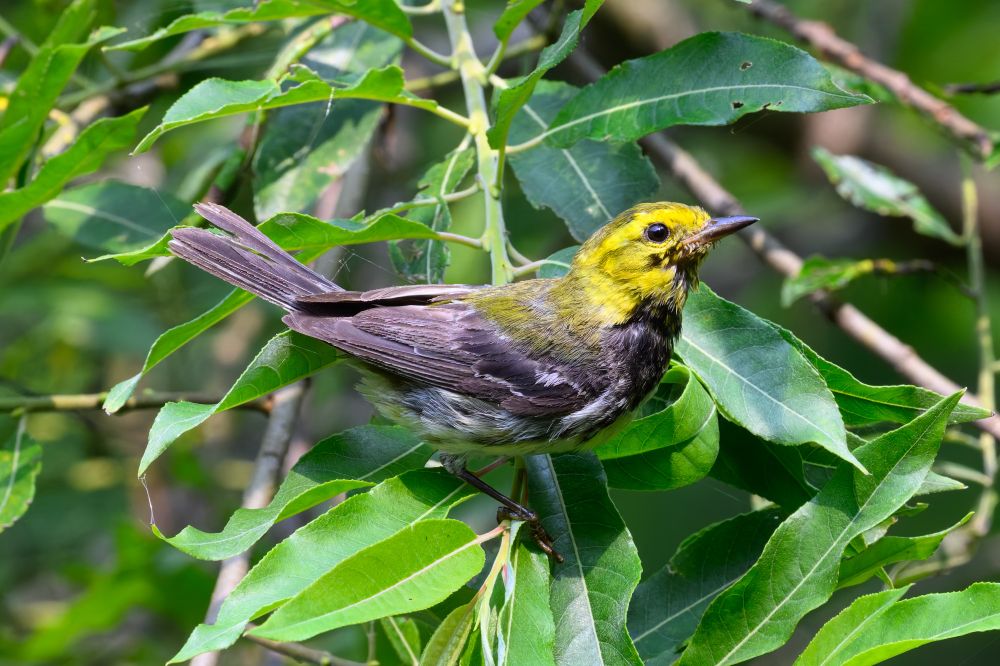 A small bird is perched on a leafy branch, surrounded by vibrant green foliage. Its head and upper chest are bright yellow, while its back and wings are a mix of dark brown and olive tones with lighter streaks. The underbelly appears paler with some white feathers showing. The bird’s beak is slender and pointed, and its dark, round eye stands out against the yellow of its face. The sunlight highlights the bird’s feathers, casting soft shadows among the leaves.