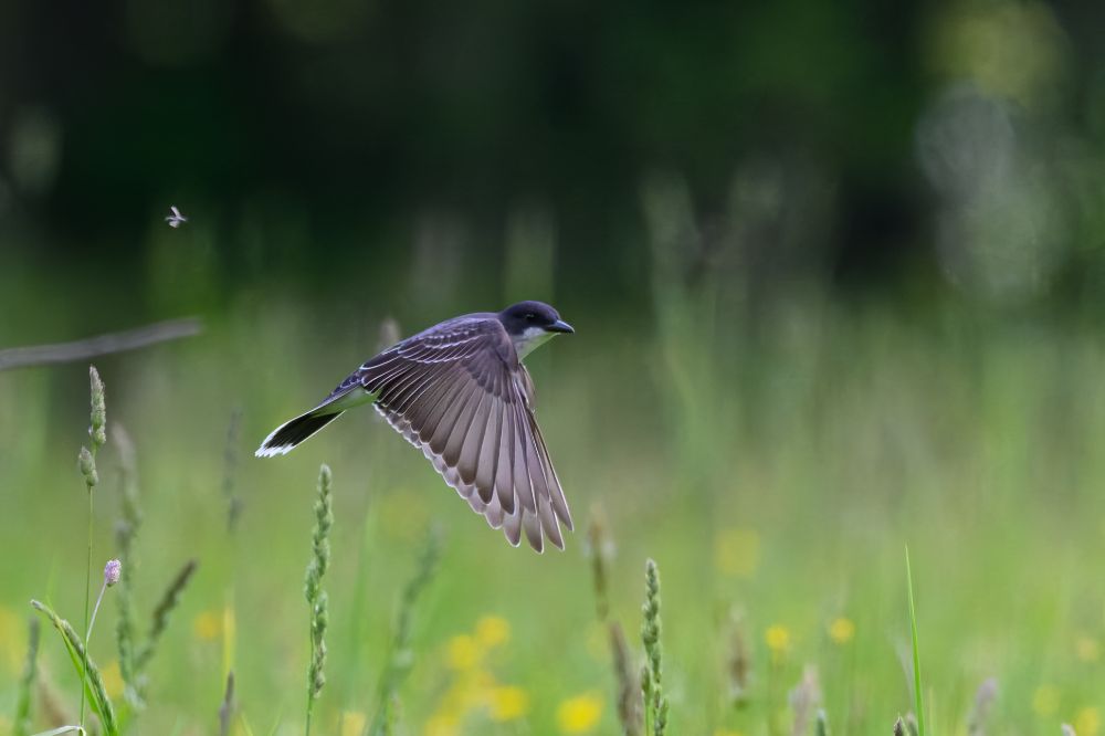 This photo captures a bird in mid-flight, gliding low above a field of tall grasses and wildflowers. The bird’s wings are fully extended downward, revealing long, smooth feathers with a subtle gradient from light at the edges to darker tones closer to the body. The bird’s head is pointed forward with its beak closed, and it has a sleek, streamlined posture as it moves purposefully through the air.

To the left of the bird, a tiny flying insect is also visible, suggesting the bird might be hunting or foraging. The background is a soft, blurred mix of green hues, indicating a lush, grassy area with trees or dense foliage further back. The overall mood of the photo is calm and focused, capturing a quiet moment of precision and grace in nature.