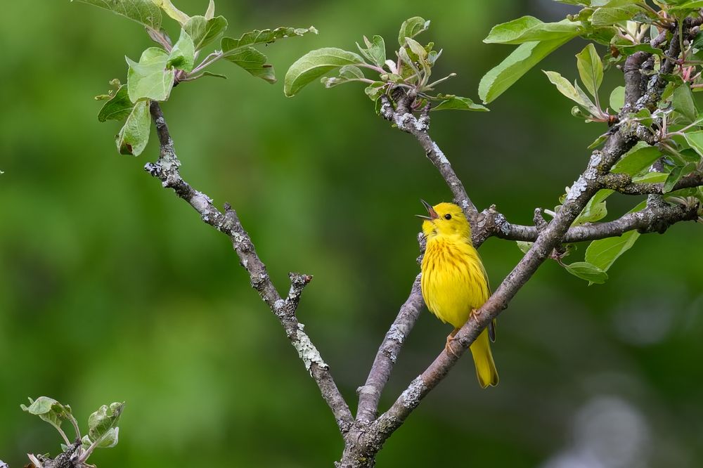 The photo shows a small, vibrant yellow songbird perched on a branch of a leafy tree. The bird’s feathers are a bright yellow with reddish-brown streaks on its chest, and it appears to be singing, with its beak open and head tilted slightly upward. The tree branches are covered in patches of pale lichen, and young green leaves are starting to unfurl at the tips. The background is a soft blur of lush green foliage, giving the image a peaceful, springtime atmosphere.