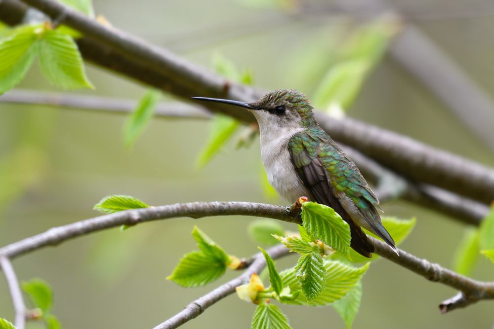 This photo shows a very small bird perched quietly on a thin tree branch. The bird has a sleek body, a long slender beak, and feathers that shimmer with an iridescent green tint on its back and head. Its underside is a soft white, and its wings are folded neatly along its sides, showing a mix of dark and metallic tones.

The branch it sits on is part of a tree with smooth gray bark and fresh green leaves that are just beginning to open, suggesting early spring. The background is softly blurred in shades of pale green and beige, keeping the focus on the delicate bird and the new growth around it. The scene feels still, gentle, and full of quiet detail.