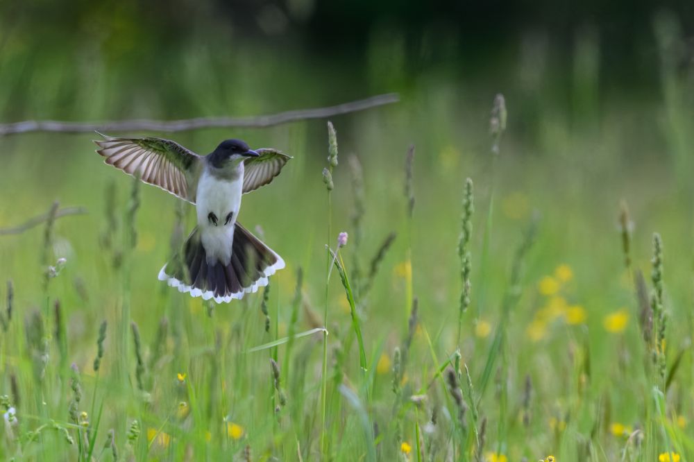 A bird is captured mid-flight, suspended gracefully in the air just above a grassy field filled with tall stems and scattered yellow wildflowers. Its wings are fully outstretched in a broad arc, showcasing a striking contrast of light and dark feathers. The bird’s body is slender, with a white chest and darker upper parts. Its tail is fanned out widely, edged in a clean, white border, adding to the sense of motion and symmetry. The background is a soft blur of green and yellow, giving a dreamy, open-meadow feeling. The moment feels frozen in time — a calm, elegant pause as the bird hovers with precision above the summer grass.