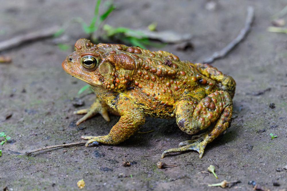 This photo shows a close-up view of a toad resting on damp ground. The toad has a rough, bumpy texture all over its skin, which is covered in prominent warts. Its coloring is a mix of earthy tones—mostly yellowish-brown and reddish-orange—with darker markings along its back and limbs.

The toad is facing left, with its body crouched low and its limbs tucked under. One of its golden eyes is clearly visible, featuring a horizontal slit pupil that gives it a focused, alert look. The background is out of focus but appears to be a patch of soil scattered with small twigs and a few bits of green vegetation. The overall scene conveys a natural, quiet moment in a woodland or garden setting.