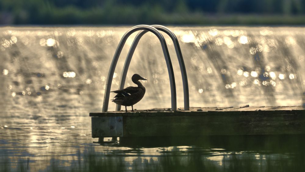 Sorsa laiturilla illan vastavalossa kuvatttuna heinikon lävitse.