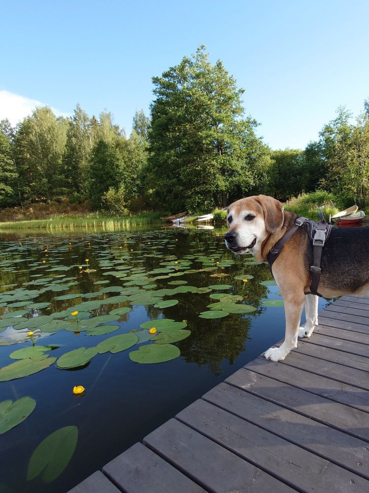 Koira katselee järvelle laiturilta