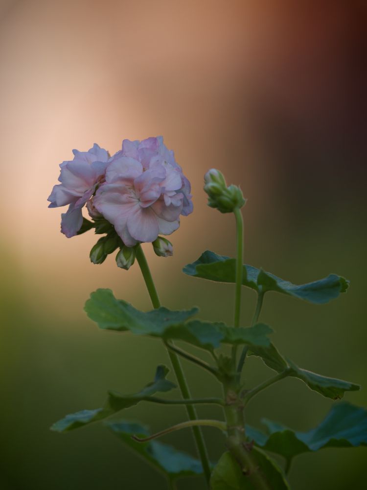 pinkki pelargonia taustana ulkorakennus.