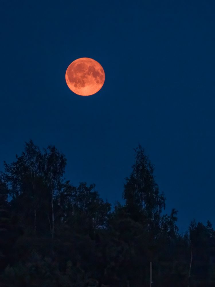Punainen täysikuu metsän yllä