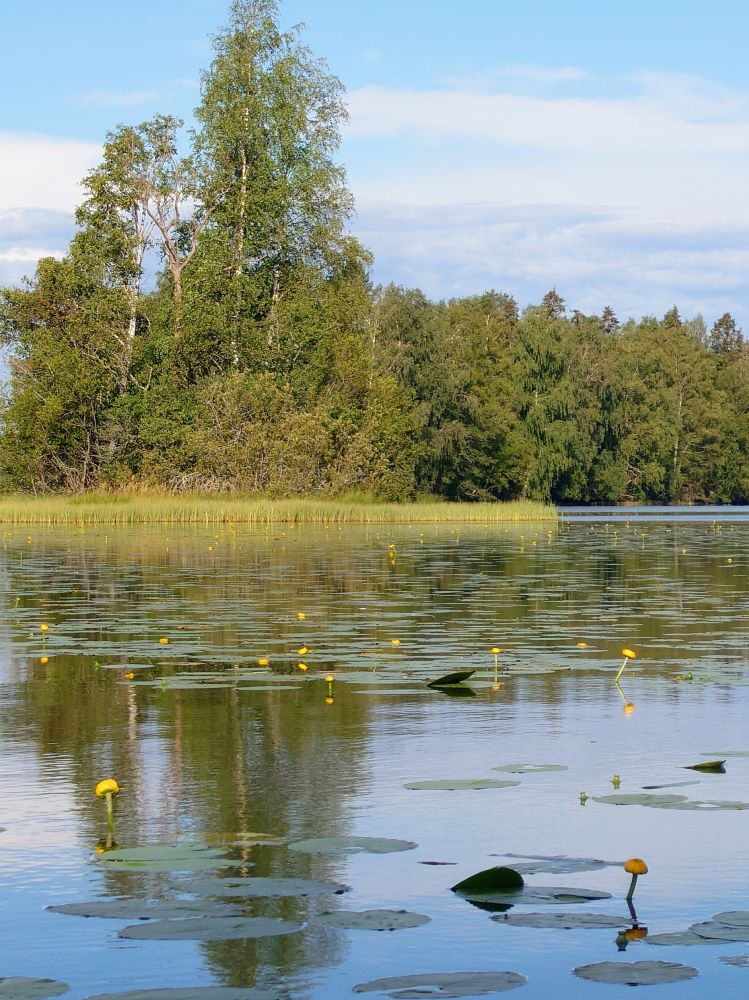 Järvenrantamaisemia sinitaivasta ja pilviä