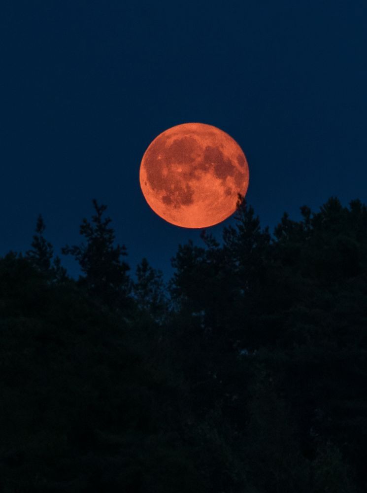 Punainen täysikuu metsän yllä