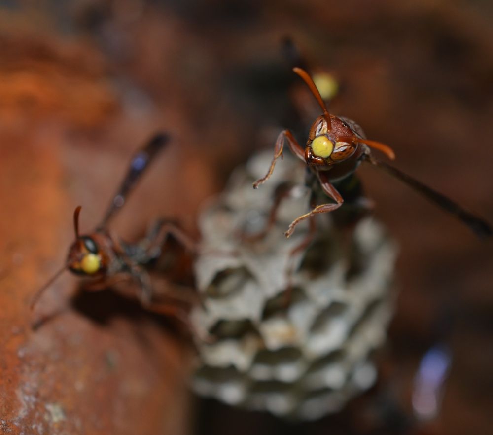 Close-up of a Polistes stigma's yellow face, from the Solomon Islands.