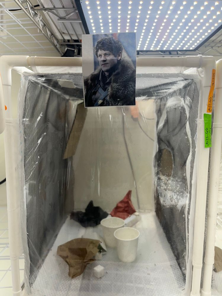 Wasp colony with a picture of Ramsay Bolton 