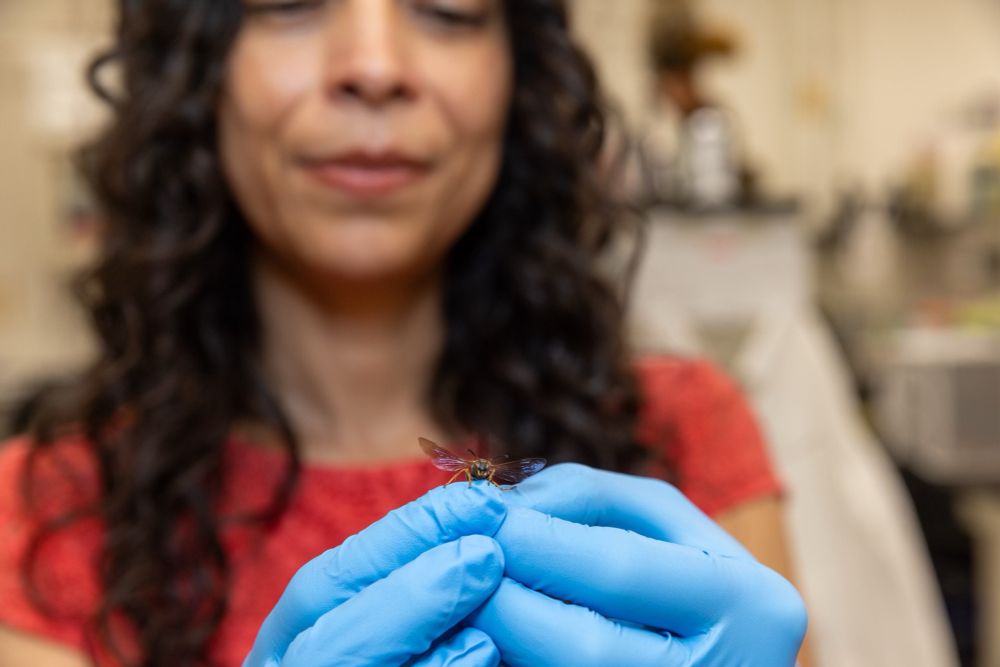 Team wasp PI holding a Polistes fuscatus 
