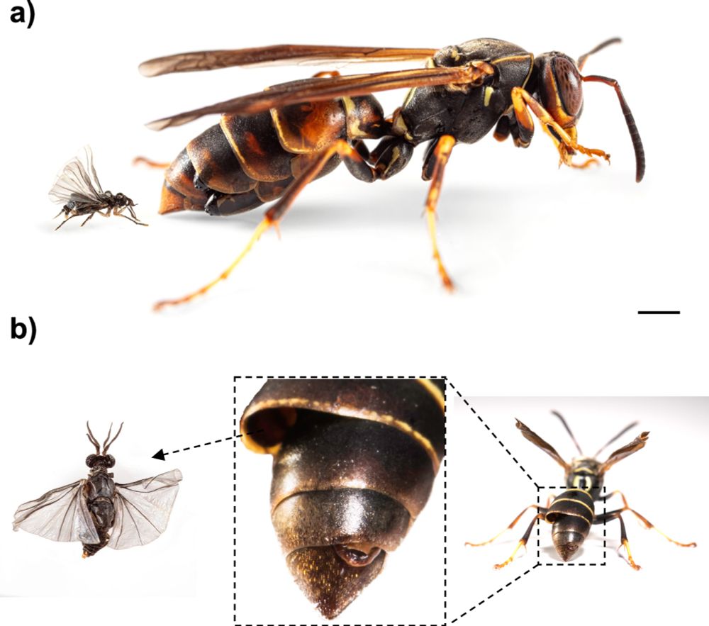 First genome assembly of the order Strepsiptera using PacBio HiFi reads reveals a miniature genome