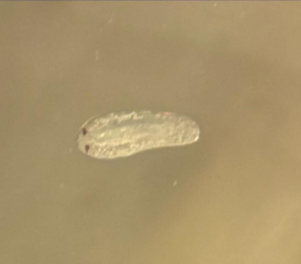 Instar 2 larva of  Xenos peckii, a parasitic insect from the order Strepsiptera. This larvae infects and manipulates a social wasp, Polistes fuscatus. 