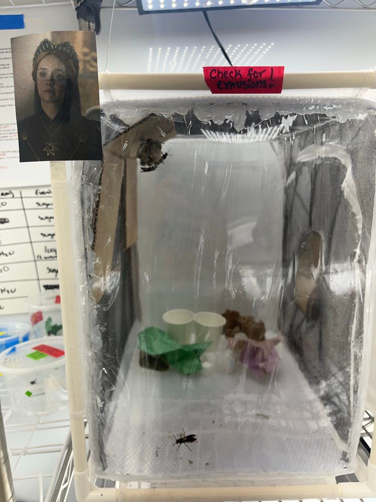 Wasp colony with a picture of Alicent Hightower.