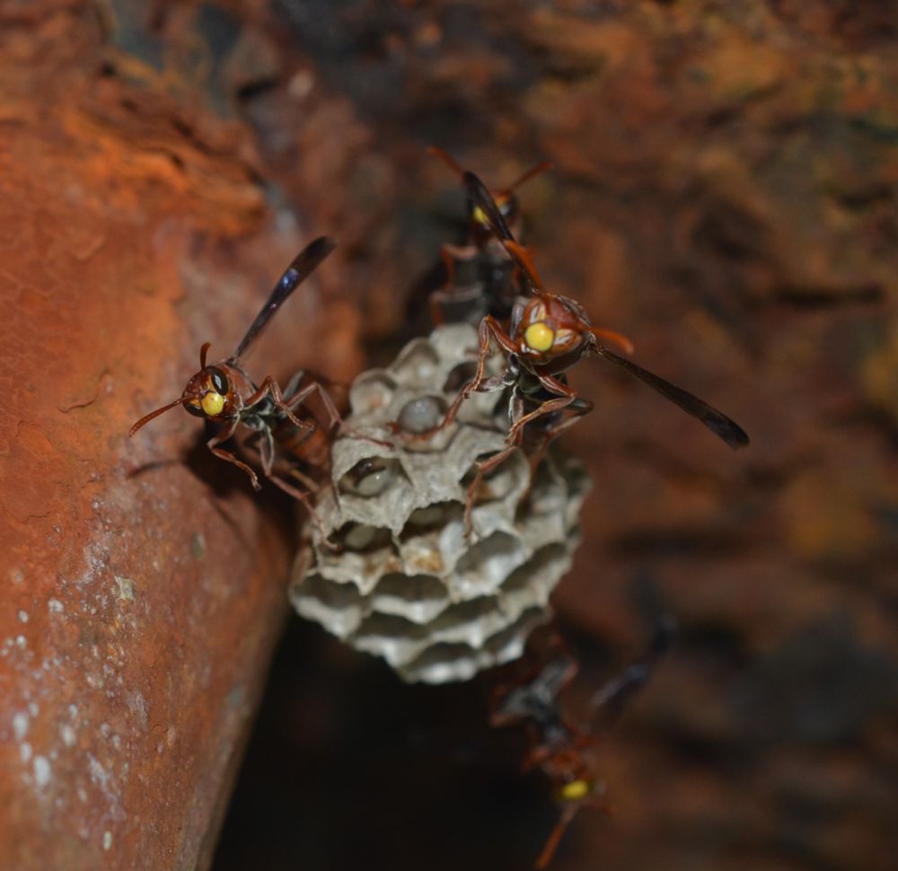 Polistes stigma from the Solomon Islands in their nest