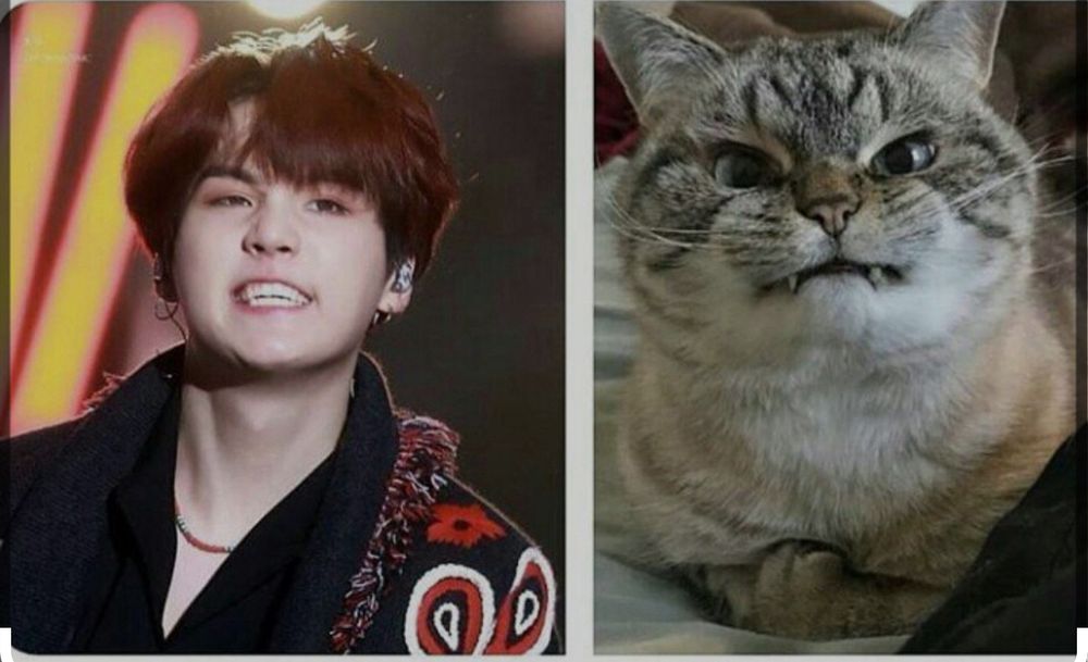 Min Yoongi pictured snarling on the left frame with a corresponding photo of a stripped gray cat, snarling with fangs sticking out