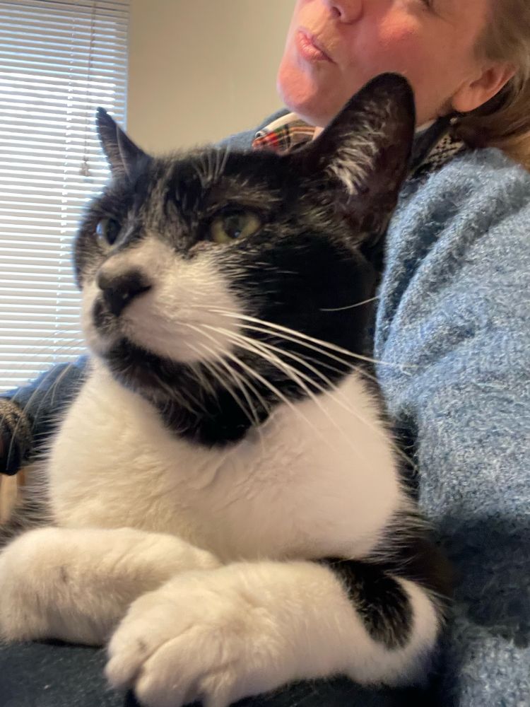 Black and white tuxedo cat sits regally on a human’s lap 