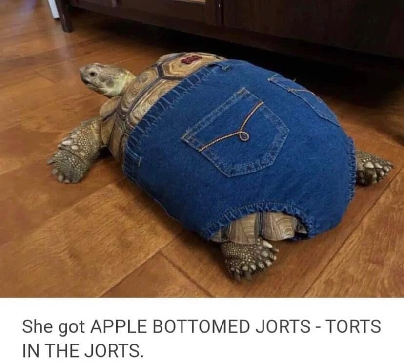 Tortoise wearing jean shorts and it says “she got APPLEBOTTOMED JORTS - TORTS IN THE JORTS”