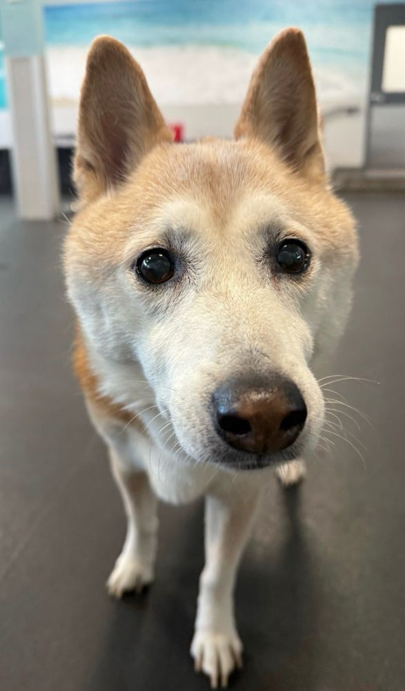 A close up shot of her from just a few days ago and you can definitely see how much whiter she has gotten And just her aging in general 😌❤️