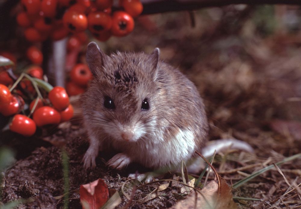 Pic of a grasshopper mouse by some berries